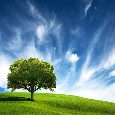 tree and countryside